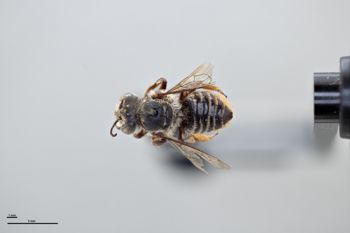 Media type: image;   Entomology 16201 Aspect: habitus dorsal view